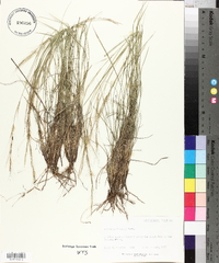 Aristida purpurea var. wrightii image