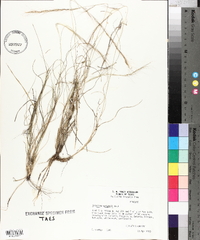 Aristida purpurea var. wrightii image