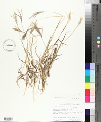 Bothriochloa ischaemum image