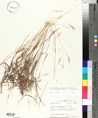 Bothriochloa laguroides image