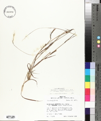 Bothriochloa laguroides image