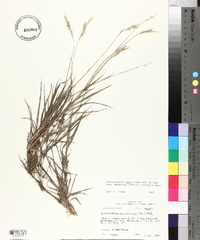 Bothriochloa laguroides subsp. torreyana image