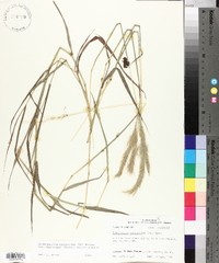 Bothriochloa laguroides subsp. torreyana image