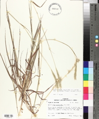 Bothriochloa laguroides image