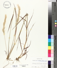 Bothriochloa longipaniculata image