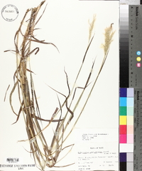 Bothriochloa longipaniculata image