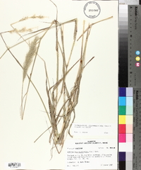 Bothriochloa longipaniculata image