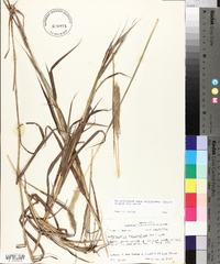 Bothriochloa longipaniculata image