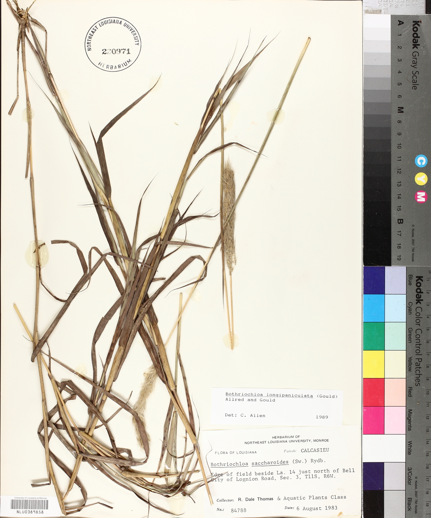 Bothriochloa longipaniculata image