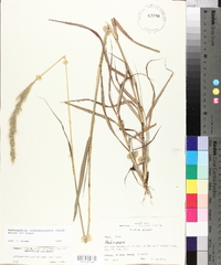 Bothriochloa longipaniculata image