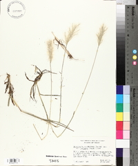 Bothriochloa laguroides subsp. torreyana image