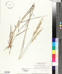 Bothriochloa saccharoides image