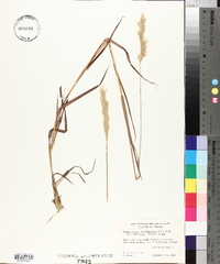 Bothriochloa saccharoides image