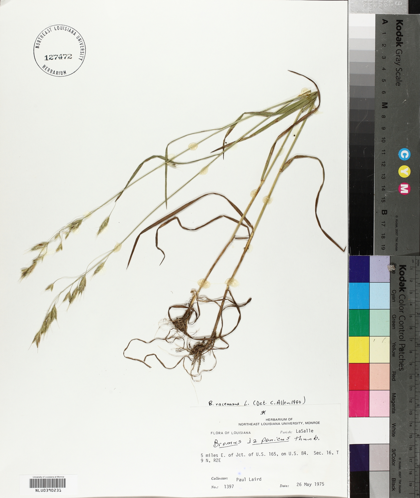 Bromus racemosus image