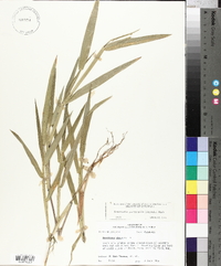 Urochloa platyphylla image