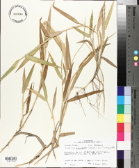 Urochloa platyphylla image