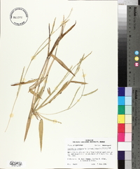 Urochloa platyphylla image