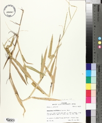 Urochloa platyphylla image