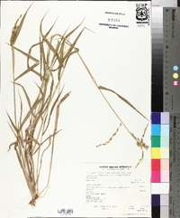 Urochloa fusca image