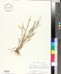 Urochloa platyphylla image