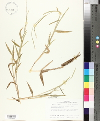 Urochloa platyphylla image