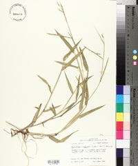 Urochloa platyphylla image