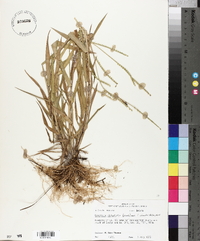 Urochloa platyphylla image