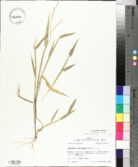 Urochloa platyphylla image