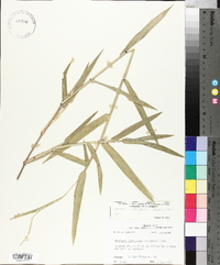 Urochloa platyphylla image