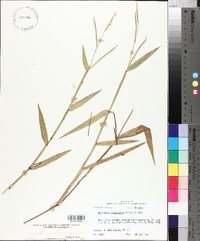 Urochloa platyphylla image