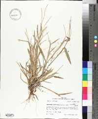 Urochloa platyphylla image