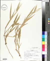 Urochloa platyphylla image