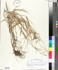 Urochloa platyphylla image