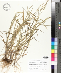 Urochloa platyphylla image