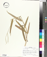 Urochloa platyphylla image