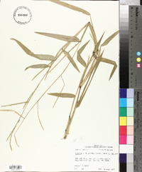 Urochloa platyphylla image