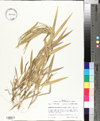 Urochloa platyphylla image