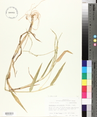 Urochloa platyphylla image