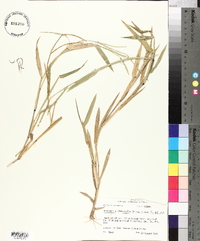 Urochloa platyphylla image