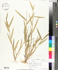 Urochloa platyphylla image