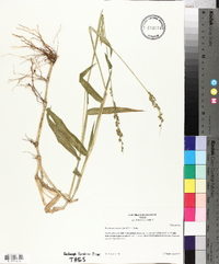 Urochloa texana image