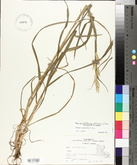 Bromus catharticus image