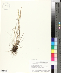 Bromus catharticus image