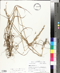 Bromus catharticus image