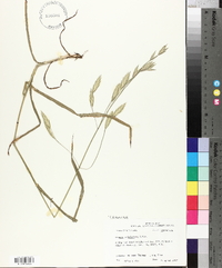 Bromus catharticus image