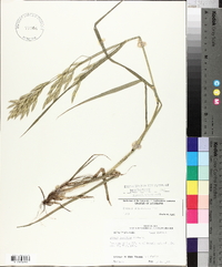 Bromus catharticus image