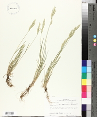 Bromus catharticus image