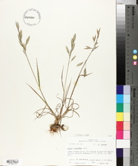 Bromus catharticus image