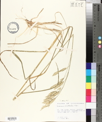 Bromus catharticus image