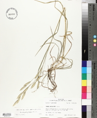 Bromus catharticus image